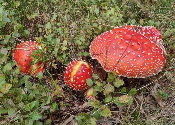 Bed and Breakfast Alle Betulle 3*