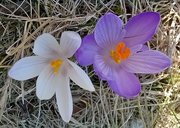 Bed & Breakfast Alle Betulle Pievepelago