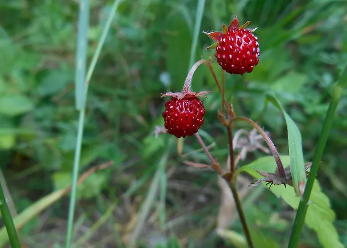 Alle Betulle Bed & Breakfast