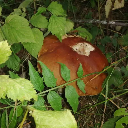 Alle Betulle Bed and breakfast Pievepelago