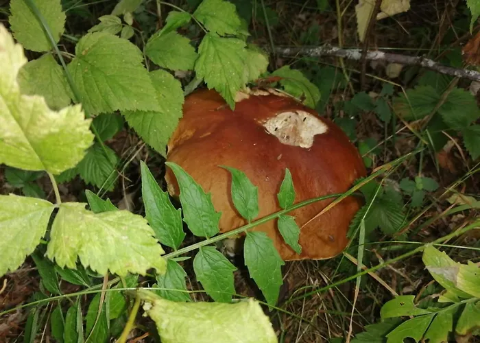 Alle Betulle Nocleg ze śniadaniem Pievepelago