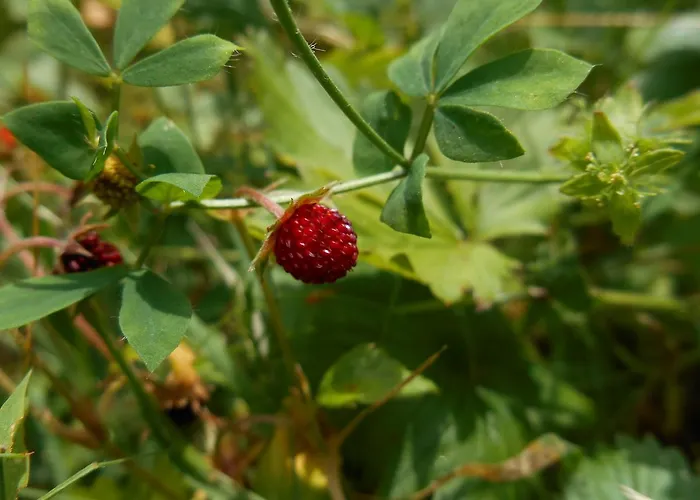 Alle Betulle 3* Pievepelago